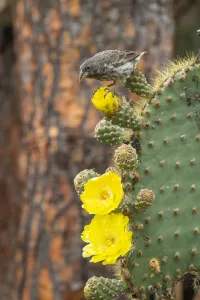 Darwin's cactus finch (Geospiza scandens), feeding on Opuntia cactus flower Darwin's cactus finch (Geospiza scandens), feeding on Opuntia cactus flower