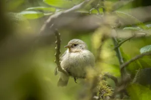 Darwin's Green warbler finch (Certidea olivacea), highland cloud forest Darwin's Green warbler finch (Certidea olivacea), highland cloud forest