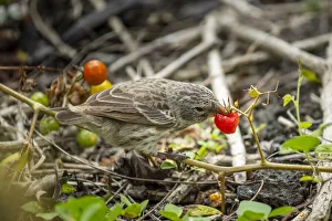 Darwin's medium ground finch (geospiza fortis), eating native tomatoes Darwin's medium ground finch (geospiza fortis), eating native tomatoes