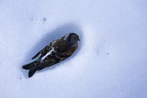 Dead Brambling (Fringilla montifringilla) in snow, Ldersdorf, Austria, February 2009 Dead Brambling (Fringilla montifringilla) in snow, Ldersdorf, Austria, February 2009