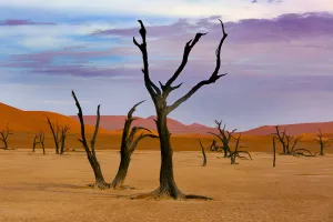 Dead Camel thorn trees (Vachellia erioloba), Sossusvlei region, Namib desert, Namibia Dead Camel thorn trees (Vachellia erioloba), Sossusvlei region, Namib desert, Namibia