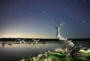 Dead Holm oak trees {Quercus ilex} in lake, at night with star trails in sky, Caceres Dead Holm oak trees {Quercus ilex} in lake, at night with star trails in sky, Caceres