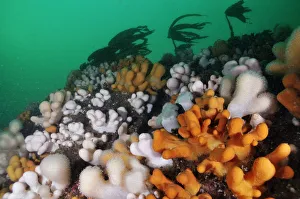 Dead mans fingers (Alcyonium digitatum), growing on rock faces below the kelp Dead mans fingers (Alcyonium digitatum), growing on rock faces below the kelp