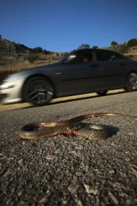 Dead snake on a road, probably a Balkan whip snake (Hierophis gemonensis) or a Western whip snake Dead snake on a road, probably a Balkan whip snake (Hierophis gemonensis) or a Western whip snake