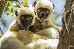 Decken's sifaka (Propithecus deckenii) grooming each other, Tsimembo area, Madagascar Decken's sifaka (Propithecus deckenii) grooming each other, Tsimembo area, Madagascar
