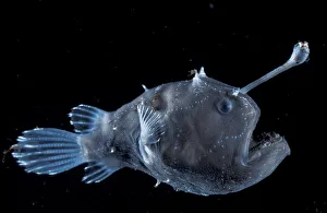 Deep sea Anglerfish female with lure {Himantolophus sp} Atlantic ocean Deep sea Anglerfish female with lure {Himantolophus sp} Atlantic ocean