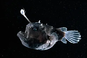 Deep sea Anglerfish {Himantolophus sp} female with lure projecting from head to attract Deep sea Anglerfish {Himantolophus sp} female with lure projecting from head to attract
