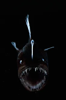 Deep sea Anglerfish {Melanocoetus sp} female with lure projecting from head to attract Deep sea Anglerfish {Melanocoetus sp} female with lure projecting from head to attract