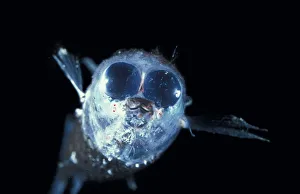 Deep sea fish (Winteria telescopa) with forward pointing tubular eyes Deep sea fish (Winteria telescopa) with forward pointing tubular eyes