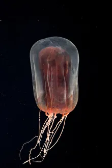 Deepsea Anthomedusa (Pandea rubra) Gulf of Maine, Atlantic Deepsea Anthomedusa (Pandea rubra) Gulf of Maine, Atlantic