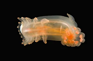 Deepsea benthic Sea cucumber (Peniagone sp) with commensal polynoid polychaete Deepsea benthic Sea cucumber (Peniagone sp) with commensal polynoid polychaete