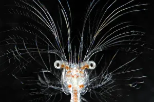 Deepsea marine larva of decapod crustacean {Sergestes sp} Atlantic ocean Deepsea marine larva of decapod crustacean {Sergestes sp} Atlantic ocean