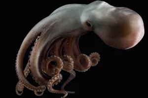 Deepsea octopus (Benthoctopus johnsoniana) Mid-Atlantic Ridge, North Atlantic Ocean Deepsea octopus (Benthoctopus johnsoniana) Mid-Atlantic Ridge, North Atlantic Ocean