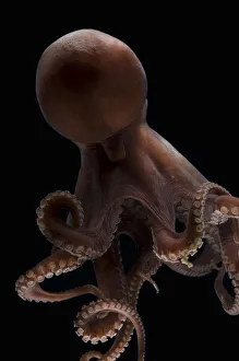 Deepsea octopus (Benthoctopus johnsoniana) Mid-Atlantic Ridge, North Atlantic Ocean Deepsea octopus (Benthoctopus johnsoniana) Mid-Atlantic Ridge, North Atlantic Ocean