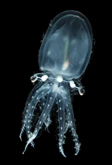 Deepsea pelagic octopod (Vitreledonella richardi) Atlantic ocean Deepsea pelagic octopod (Vitreledonella richardi) Atlantic ocean