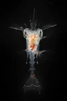 Deepsea planktonic stage of crab development, Trondheimsfjord, North Atlantic Ocean Deepsea planktonic stage of crab development, Trondheimsfjord, North Atlantic Ocean