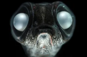 Deepsea smelt {Bathylagus antarcticus}, found in all the southern oceans as far south as Antarctica Deepsea smelt {Bathylagus antarcticus}, found in all the southern oceans as far south as Antarctica