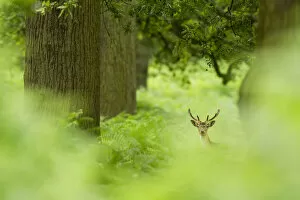 Images Dated 2nd August 2010: DELETE DUPLICATE - Fallow deer (Dama dama) in woodland clearing, Cheshire, UK August