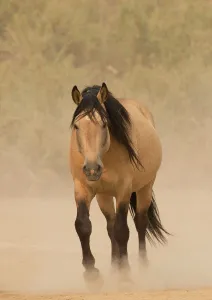 DELETE DUPLICATE - RF - Wild buckskin Mustang stallion walking towards waterhole DELETE DUPLICATE - RF - Wild buckskin Mustang stallion walking towards waterhole