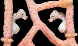 Two Denise's Pygmy Seahorses (Hippocampus denise) on a seafan (Muricella sp.) Two Denise's Pygmy Seahorses (Hippocampus denise) on a seafan (Muricella sp.)