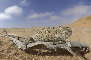 Desert chameleon {Chamaeleo namaquensis} in desert habitat, Namib Desert, Namibia Desert chameleon {Chamaeleo namaquensis} in desert habitat, Namib Desert, Namibia