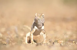 Desert chameleon {Chamaeleo namaquensis} note one eye facing forwards, the other backwards Desert chameleon {Chamaeleo namaquensis} note one eye facing forwards, the other backwards