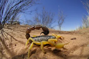 Desert scorpion {Parabuthus villosus} Namib desert, Namibia Desert scorpion {Parabuthus villosus} Namib desert, Namibia