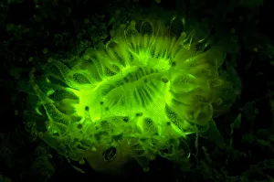 Devonshire cup coral (Caryophyllia smithii) photographed under deep blue light to reveal Devonshire cup coral (Caryophyllia smithii) photographed under deep blue light to reveal