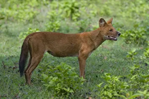 Dhole / Asiatic Wild Dog (Cuon alpinus). Karnataka, India Dhole / Asiatic Wild Dog (Cuon alpinus). Karnataka, India