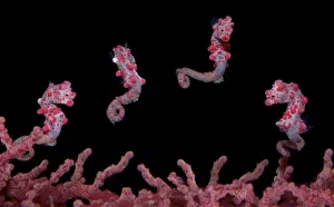 A digital composite of a Pygmy Seahorse (Hippocampus bargibanti) swimming over a seafan A digital composite of a Pygmy Seahorse (Hippocampus bargibanti) swimming over a seafan