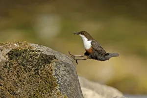 Dipper (Cinclus cinclus) landing on exposed stone, with insect prey for chicks in beak Dipper (Cinclus cinclus) landing on exposed stone, with insect prey for chicks in beak