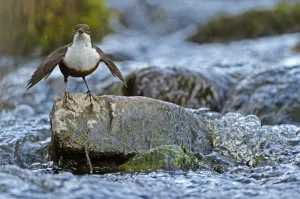 Dipper (Cinclus cinclus) portrait facing camera, standing on exposed stone in fast flowing river Dipper (Cinclus cinclus) portrait facing camera, standing on exposed stone in fast flowing river