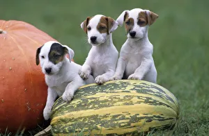 Dog, Jack Russell Terrier, three puppies with pumpkin Dog, Jack Russell Terrier, three puppies with pumpkin