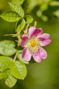 Dog rose {Rosa canina} flowering in healthy hedgerow, Denmark Farm, Lampeter, Wales, UK Dog rose {Rosa canina} flowering in healthy hedgerow, Denmark Farm, Lampeter, Wales, UK