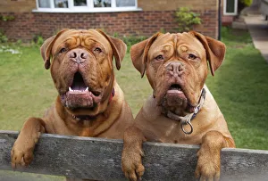 Two Dogue de Bordeaux dogs looking over garden fence. No release available Two Dogue de Bordeaux dogs looking over garden fence. No release available