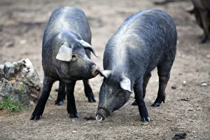 Domestic black pig {Sus scrofa domestica} smelling another pigs ear, Spain Domestic black pig {Sus scrofa domestica} smelling another pigs ear, Spain