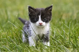Domestic cat kitten in grass, Alsace, France Domestic cat kitten in grass, Alsace, France