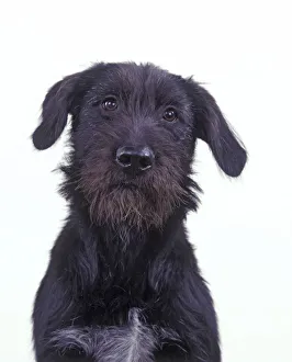 Domestic dog, Mongrel, studio portrait Domestic dog, Mongrel, studio portrait