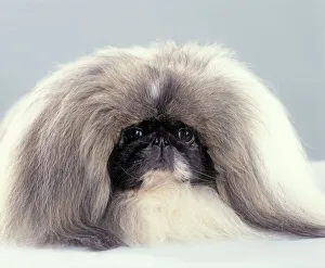 Domestic dog, Pekingese, studio portrait Domestic dog, Pekingese, studio portrait