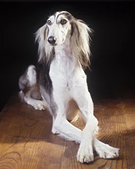 Domestic dog, Saluki / Arabian Hound / Gazelle Hound / Persian Greyhound, studio portrait Domestic dog, Saluki / Arabian Hound / Gazelle Hound / Persian Greyhound, studio portrait