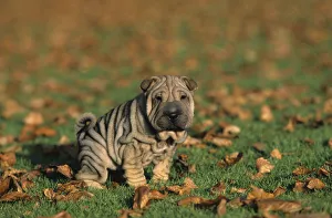 Domestic dog, Shar Pei / Chinese Fighting Dog, puppy urinating Domestic dog, Shar Pei / Chinese Fighting Dog, puppy urinating