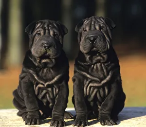 Domestic dog, Shar Pei / Chinese fighting dog, two black puppies Domestic dog, Shar Pei / Chinese fighting dog, two black puppies