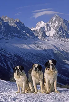 Domestic dog, St. Bernard / Alpine Mastiff, three on snow in Alps, France Domestic dog, St. Bernard / Alpine Mastiff, three on snow in Alps, France