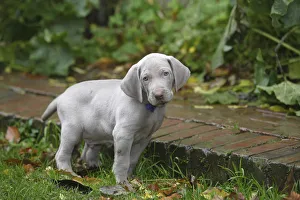 Domestic dog, Weimaraner, puppy in garden, France Domestic dog, Weimaraner, puppy in garden, France