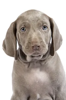 Domestic dog, Weimaraner, puppy, studio portrait Domestic dog, Weimaraner, puppy, studio portrait