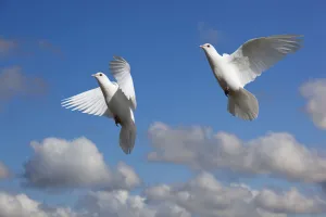Domestic Fan-tailed pigeons (Columba livia) in flight against a blue sky England, UK Domestic Fan-tailed pigeons (Columba livia) in flight against a blue sky England, UK