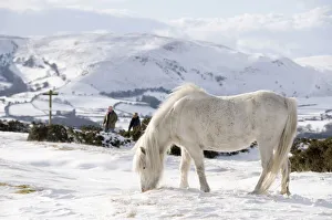 Domestic horse, grey Welsh Pony (Equus caballus) and walkers in snow on Offas Dyke Path Domestic horse, grey Welsh Pony (Equus caballus) and walkers in snow on Offas Dyke Path