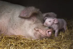 Domestic pig, hybrid large white sow and piglet in sty, UK, September 2010 Domestic pig, hybrid large white sow and piglet in sty, UK, September 2010