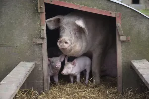 Domestic pig, hybrid large white sow and piglets in sty, UK, September 2010 Domestic pig, hybrid large white sow and piglets in sty, UK, September 2010