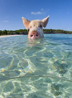 A domestic pig (Sus scrofa domestica) swimming in the sea. Exuma Cays, Bahamas A domestic pig (Sus scrofa domestica) swimming in the sea. Exuma Cays, Bahamas